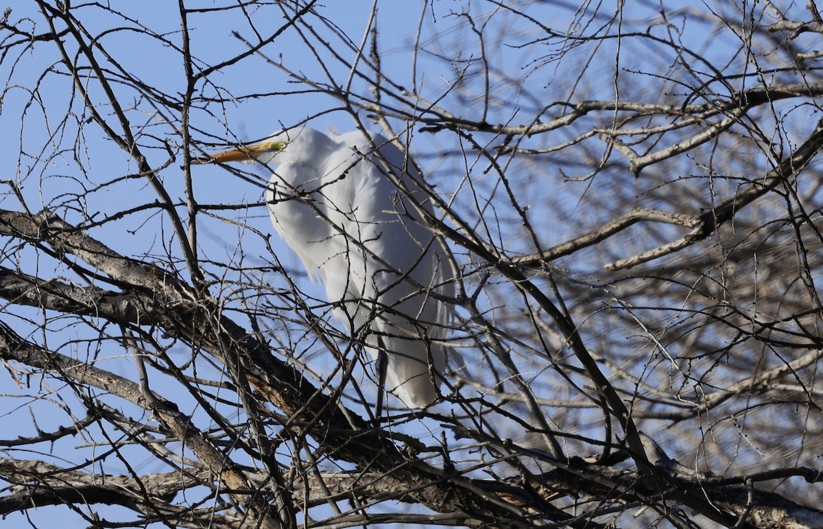 ダイサギ - ML646031151