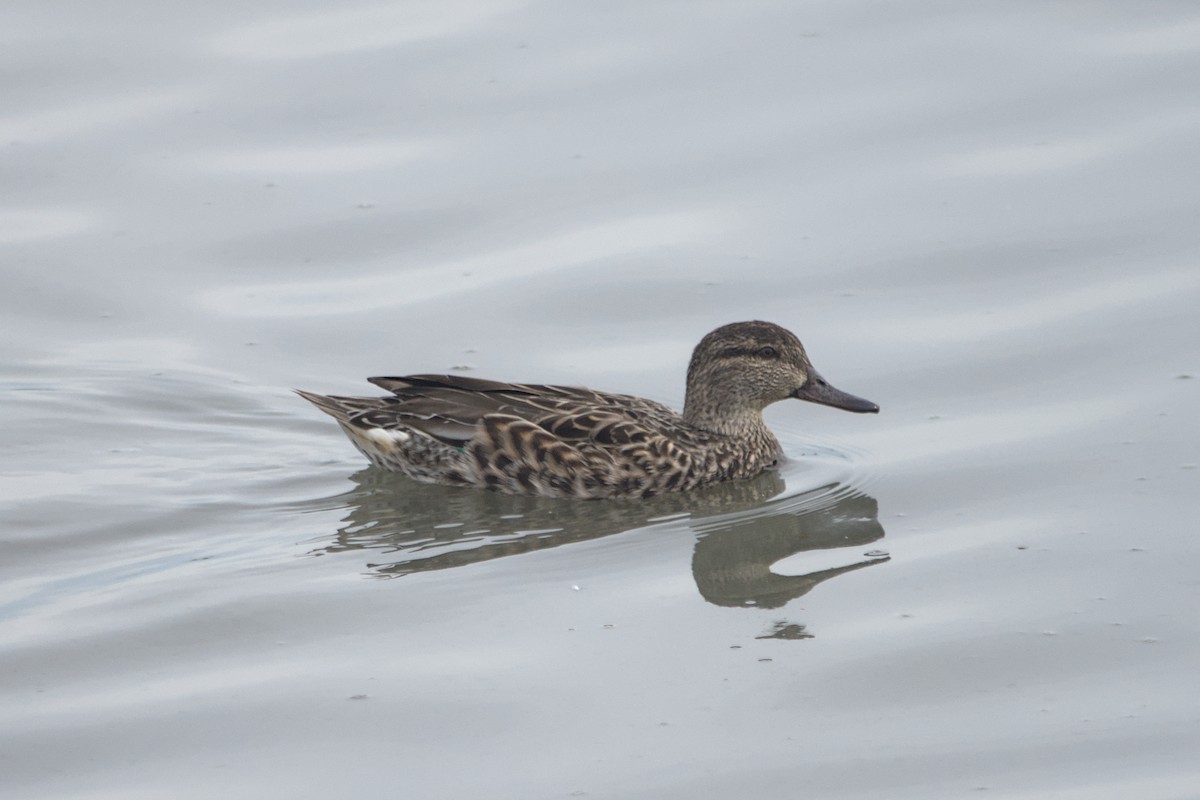 コガモ - ML646031153