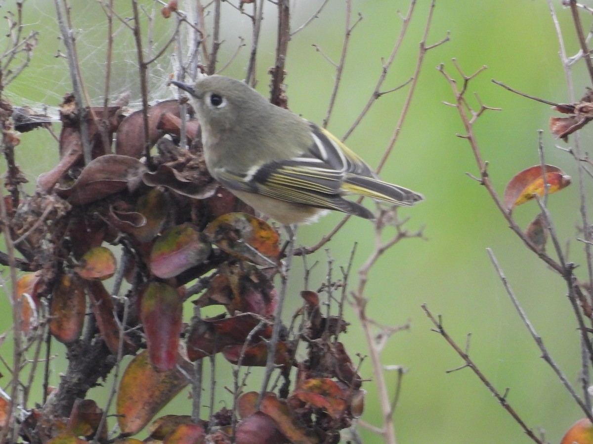 ルビーキクイタダキ - ML646031156