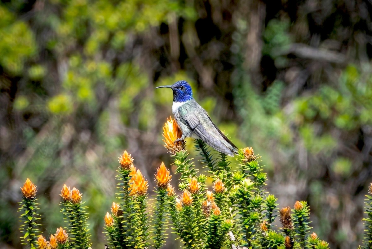 エクアドルヤマハチドリ - ML646031157