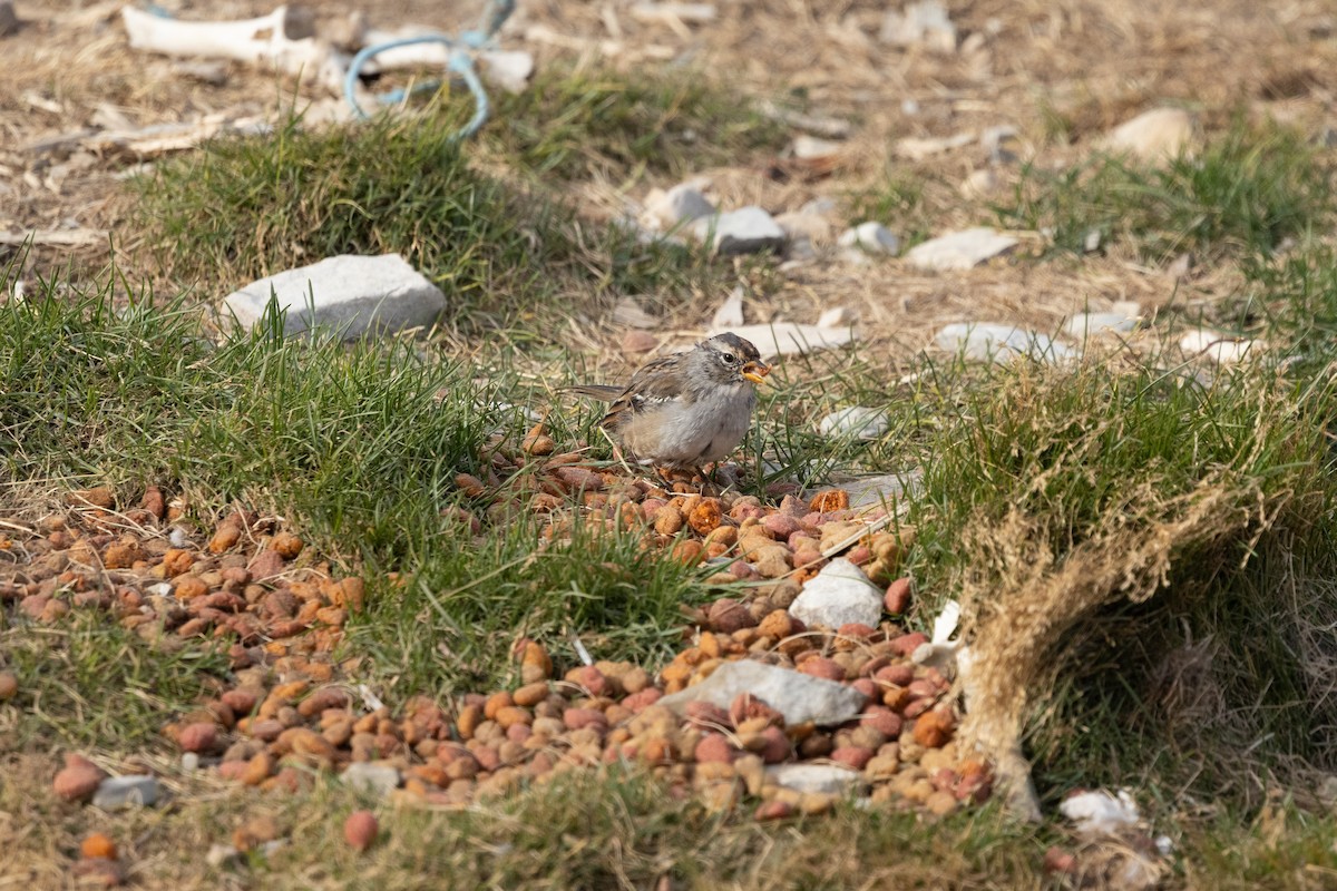 Porsuk Serçesi - ML646031159