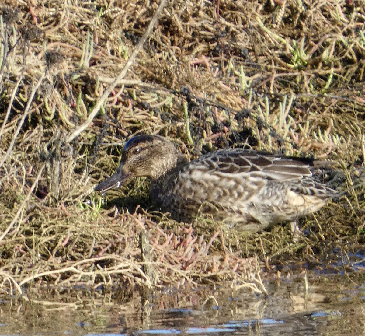 コガモ - ML646031161