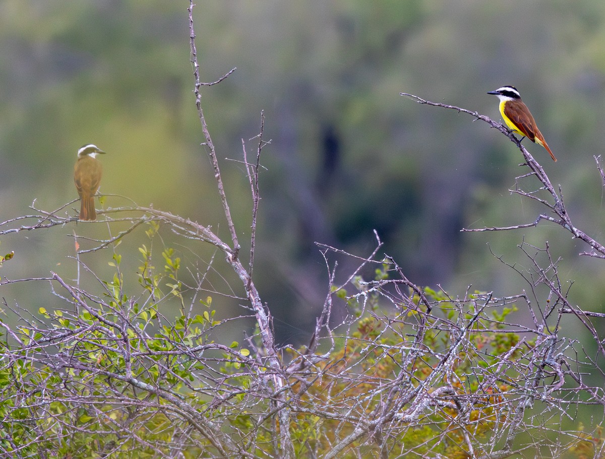 キバラオオタイランチョウ - ML646031162
