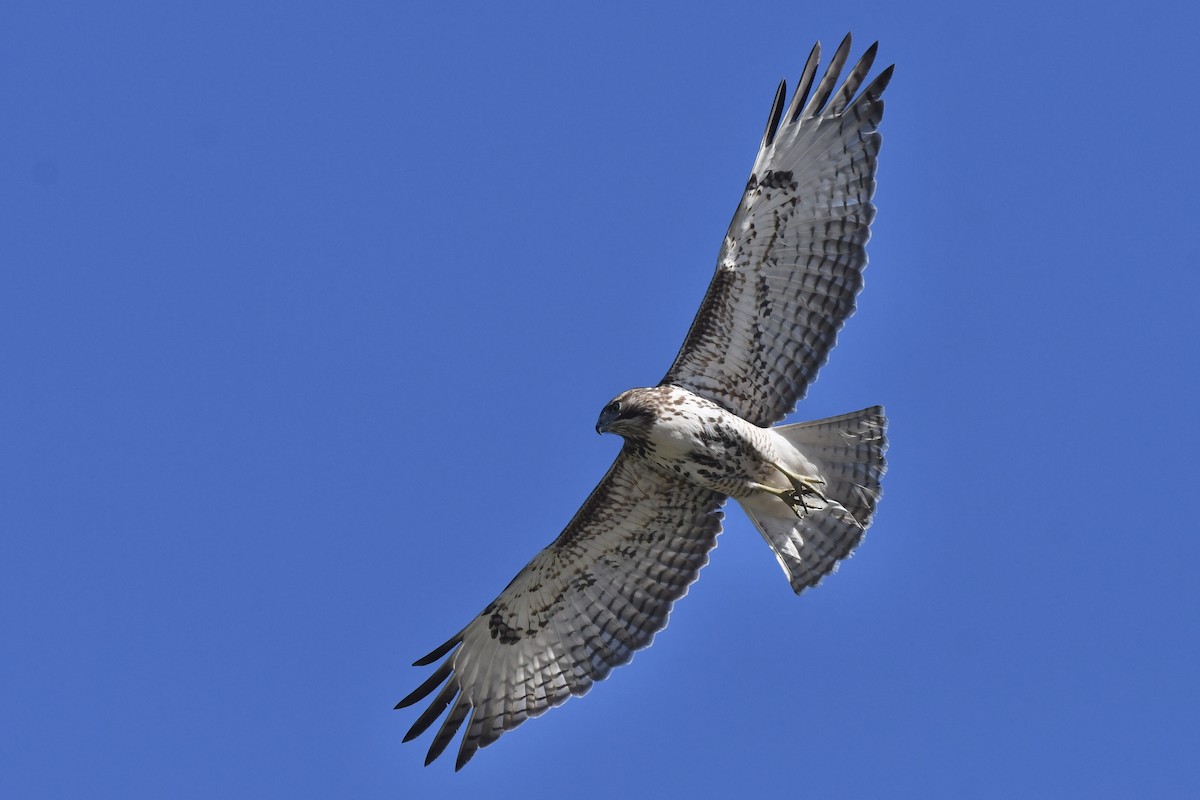 Red-tailed Hawk - ML646031163
