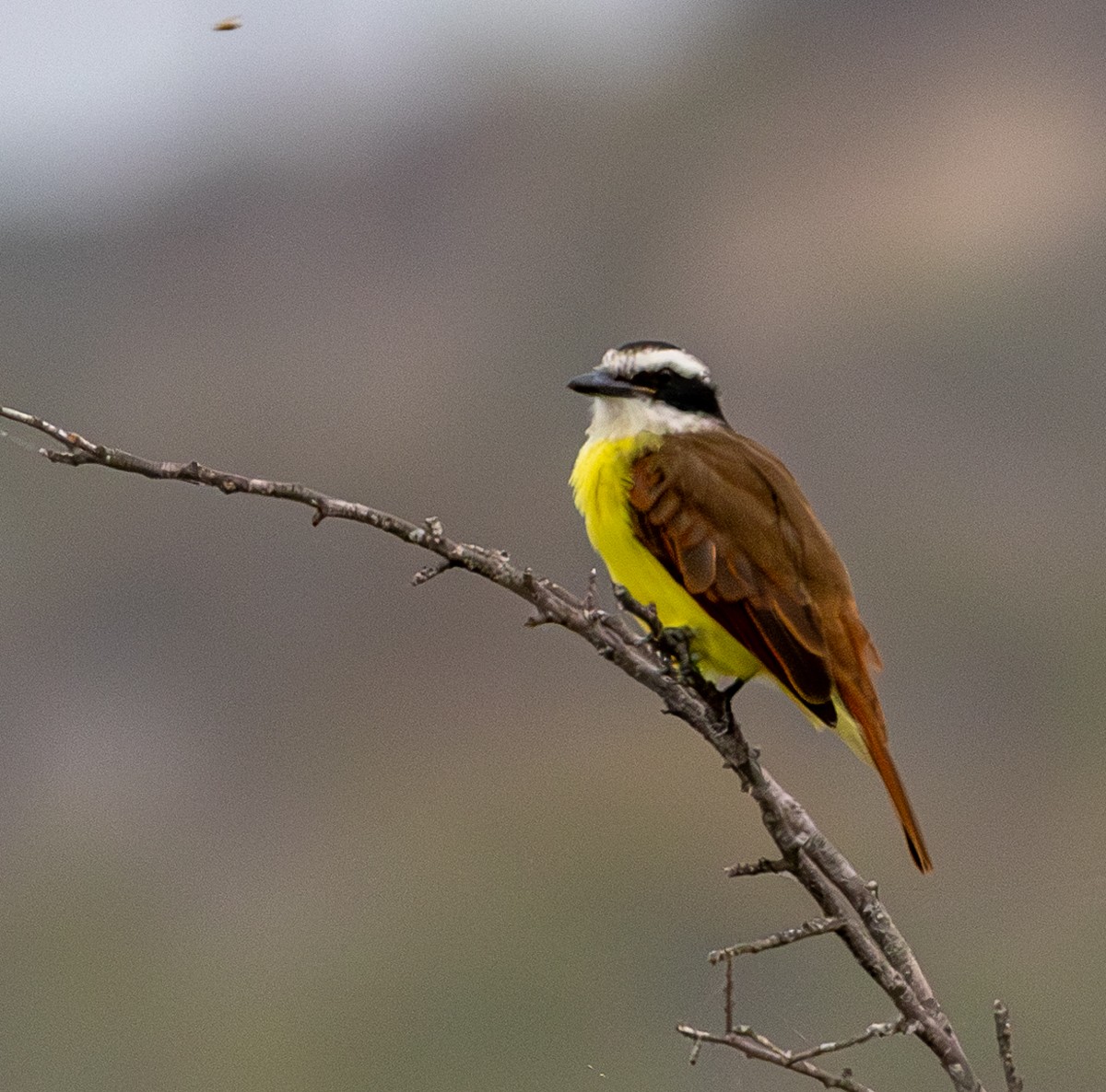 キバラオオタイランチョウ - ML646031165