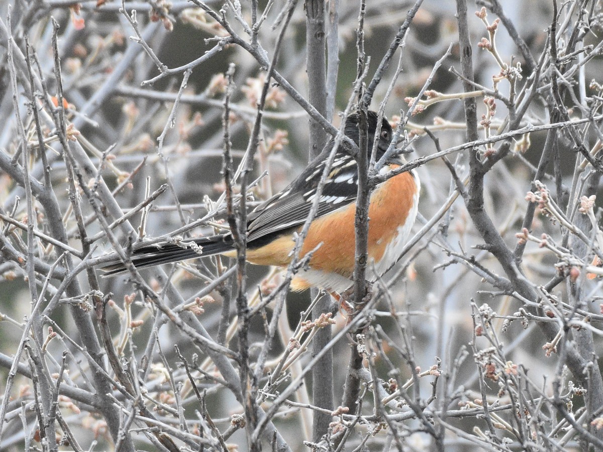 Spotted Towhee - ML646031169