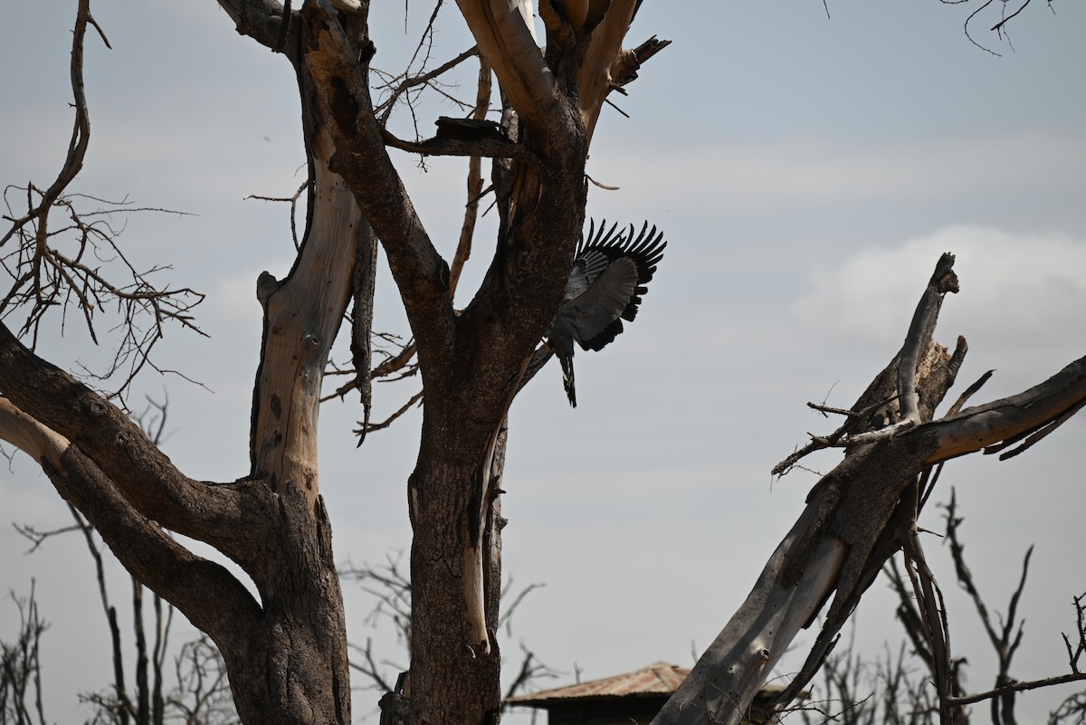 African Harrier-Hawk - ML646031171