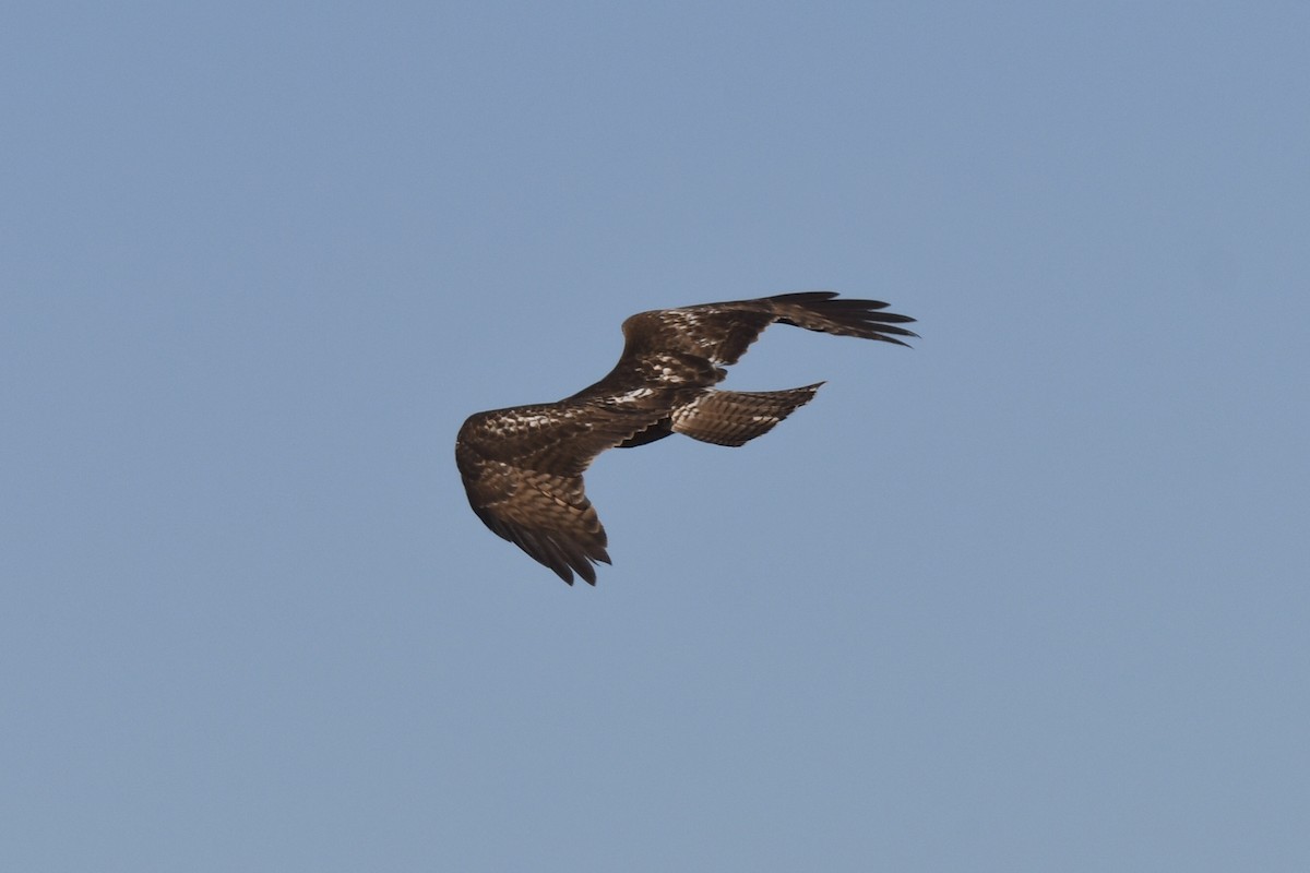Red-tailed Hawk - ML646031174