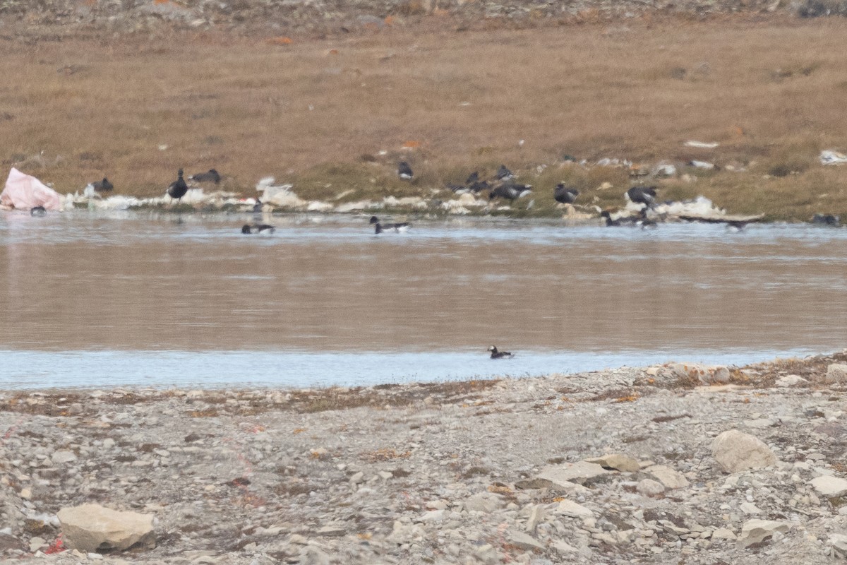 Eisente - ML646031176