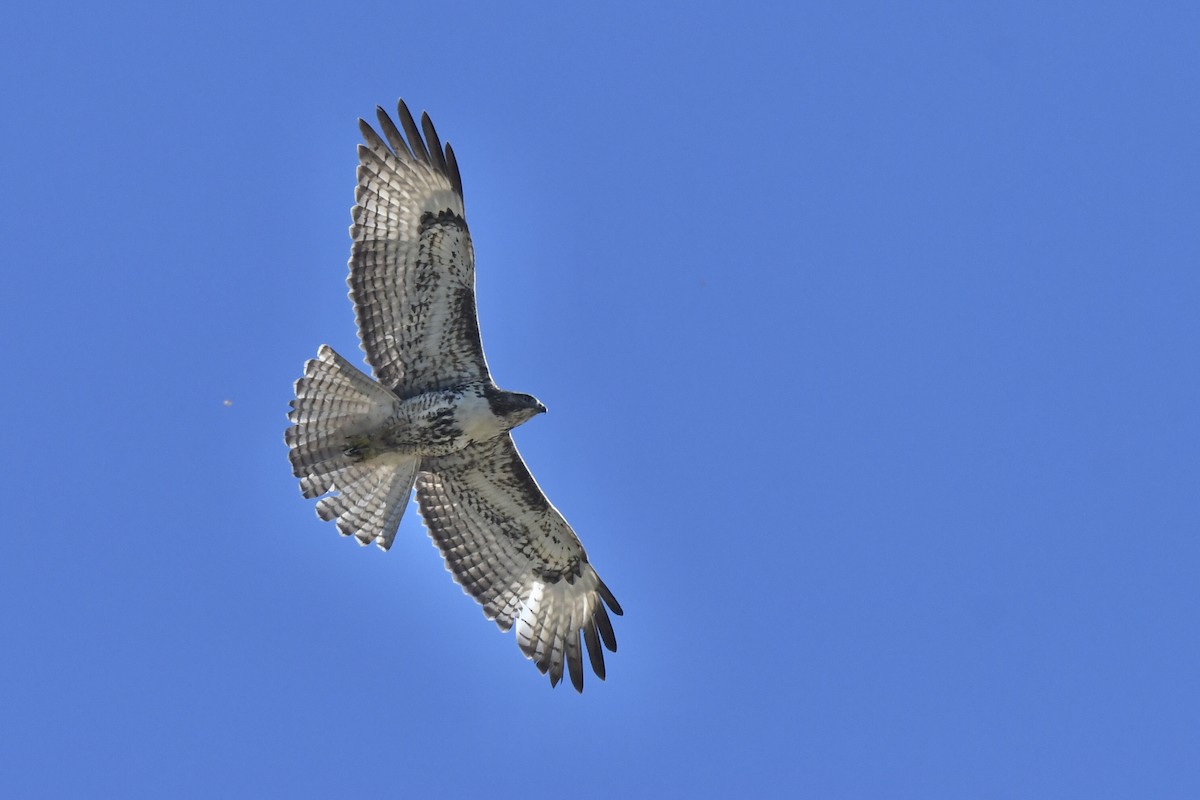 Red-tailed Hawk - ML646031177
