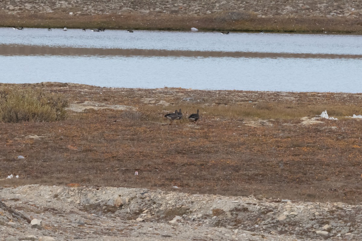 Blässgans - ML646031178