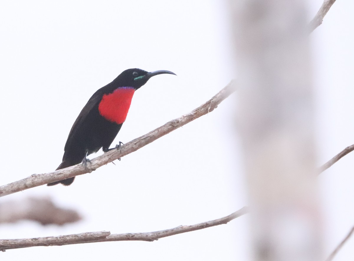 Purpurbürzel-Glanzköpfchen - ML646031179