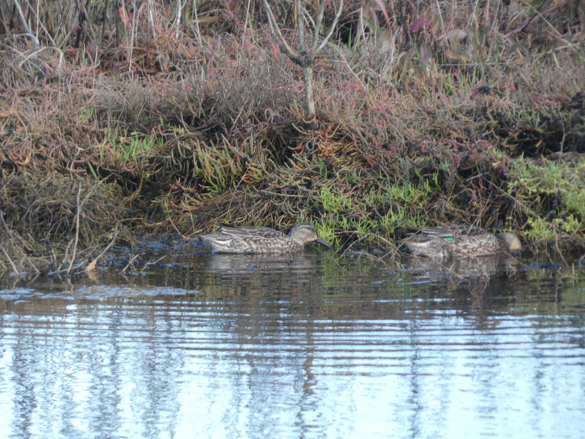 Krickente - ML646031180