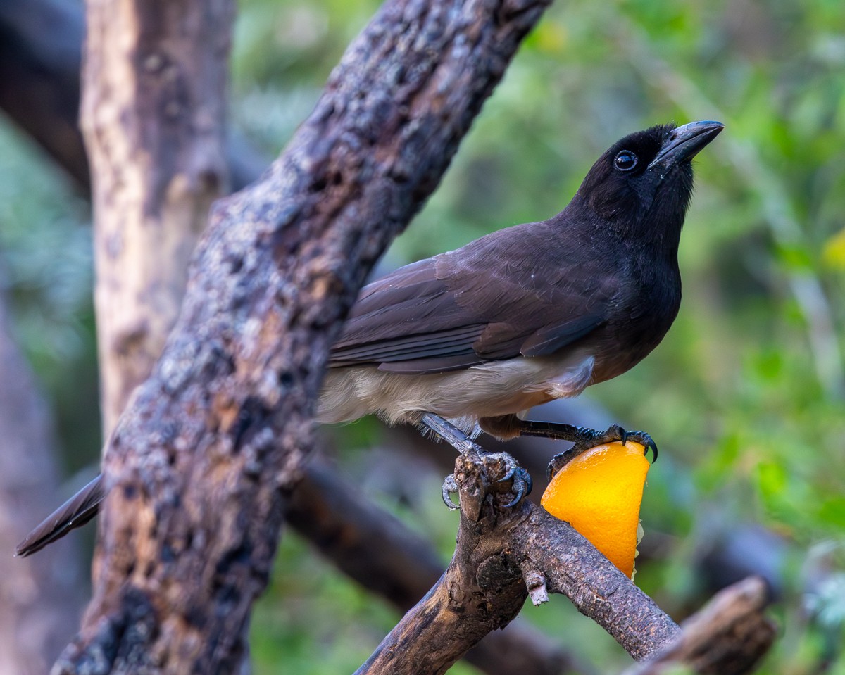 Braunhäher - ML646031181