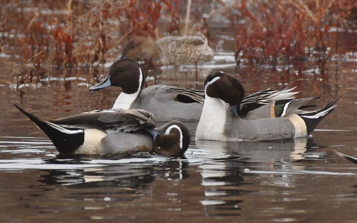 Spießente - ML646031182