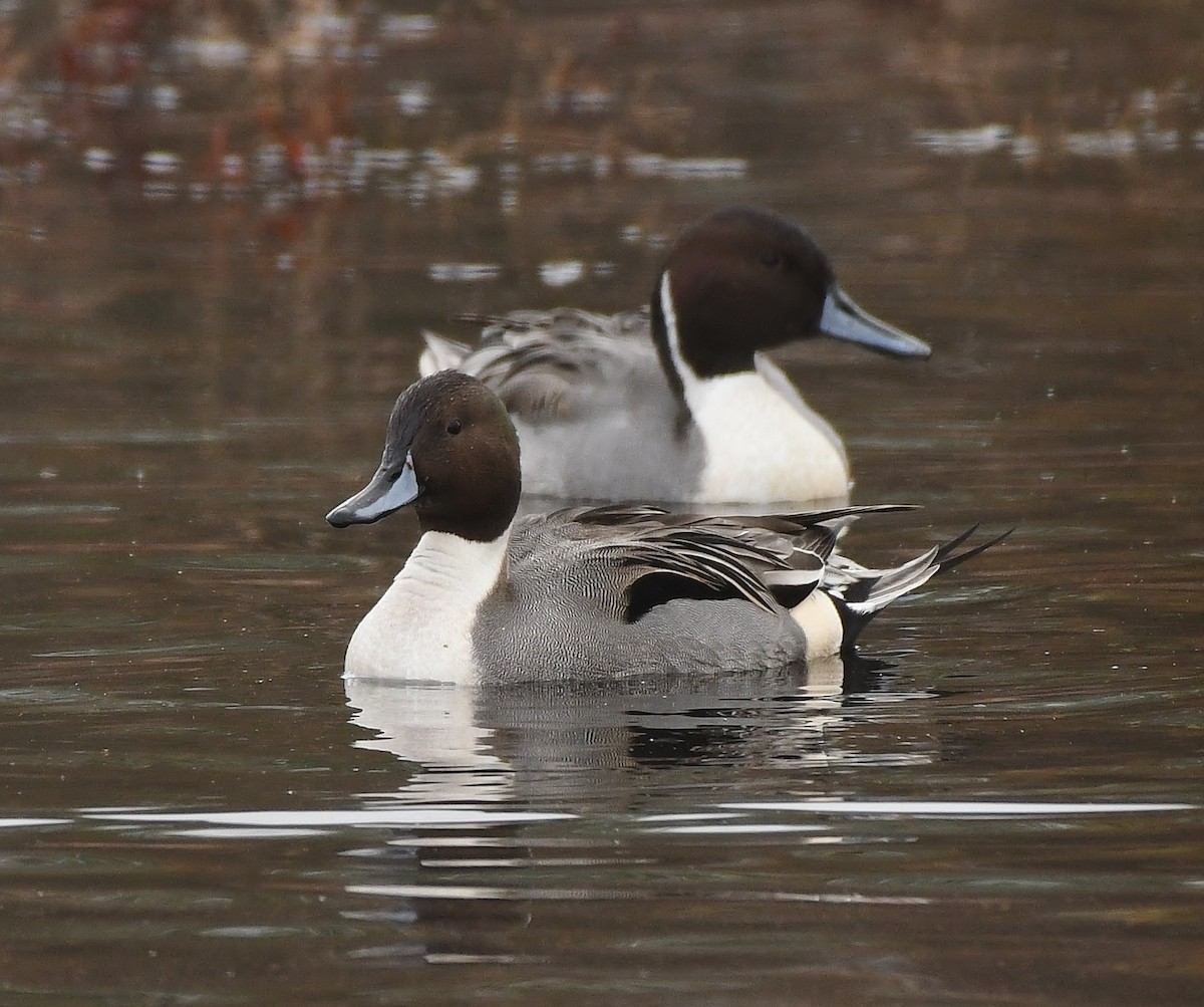 Spießente - ML646031183