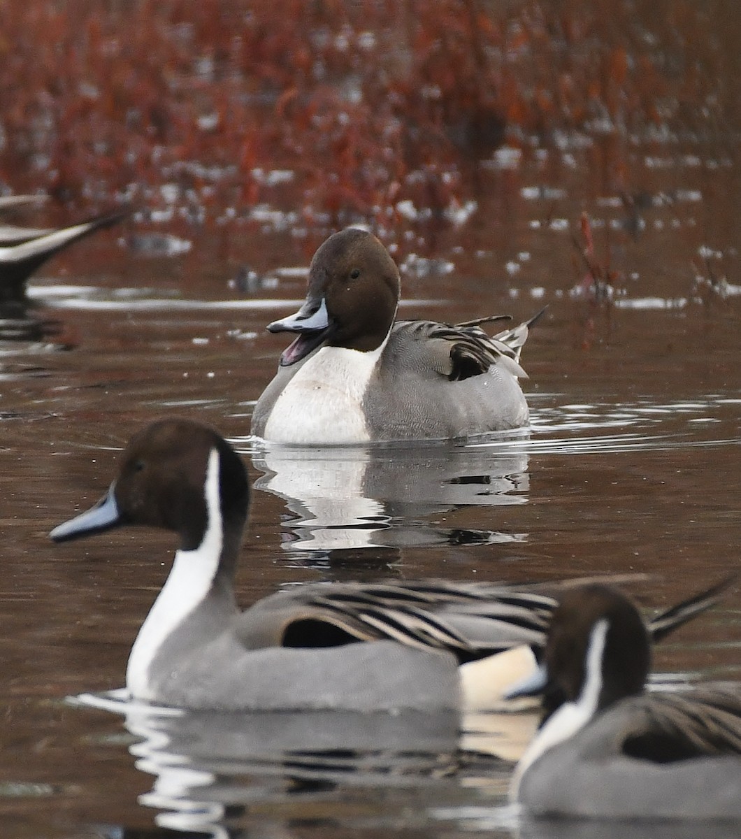 Spießente - ML646031184