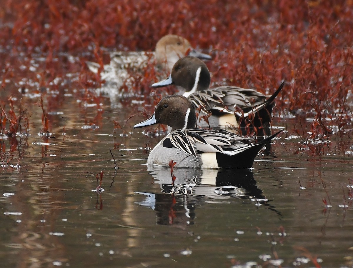 Spießente - ML646031185