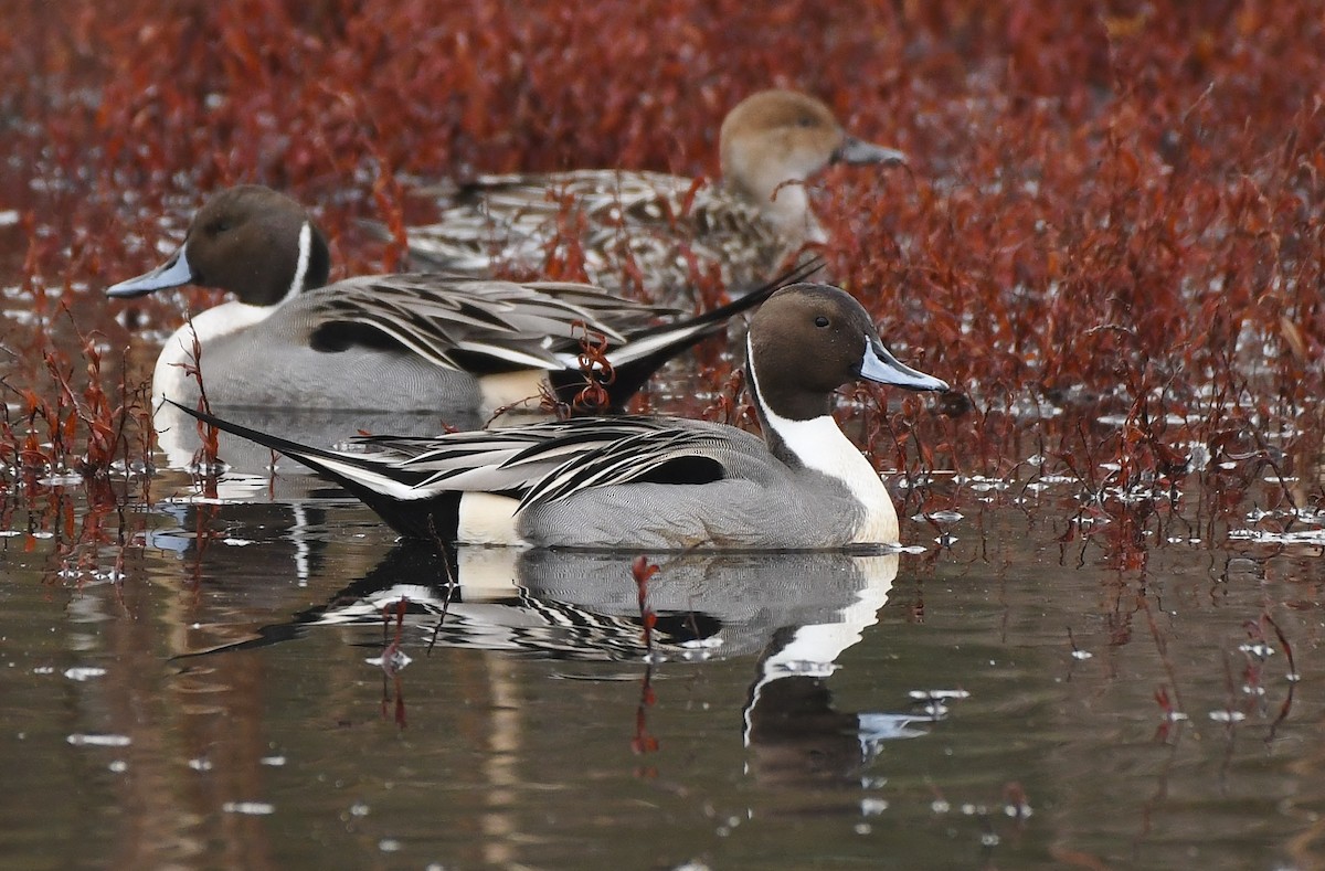 Spießente - ML646031186