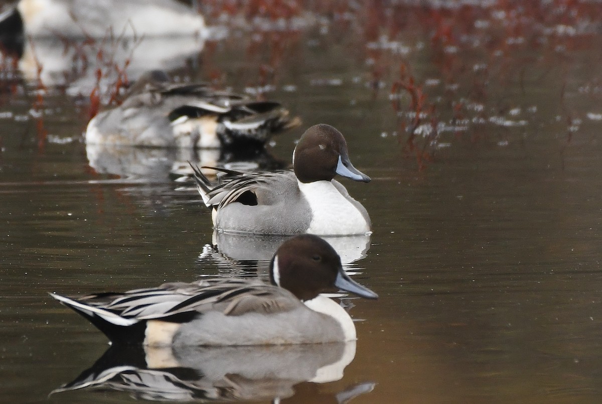 Spießente - ML646031187