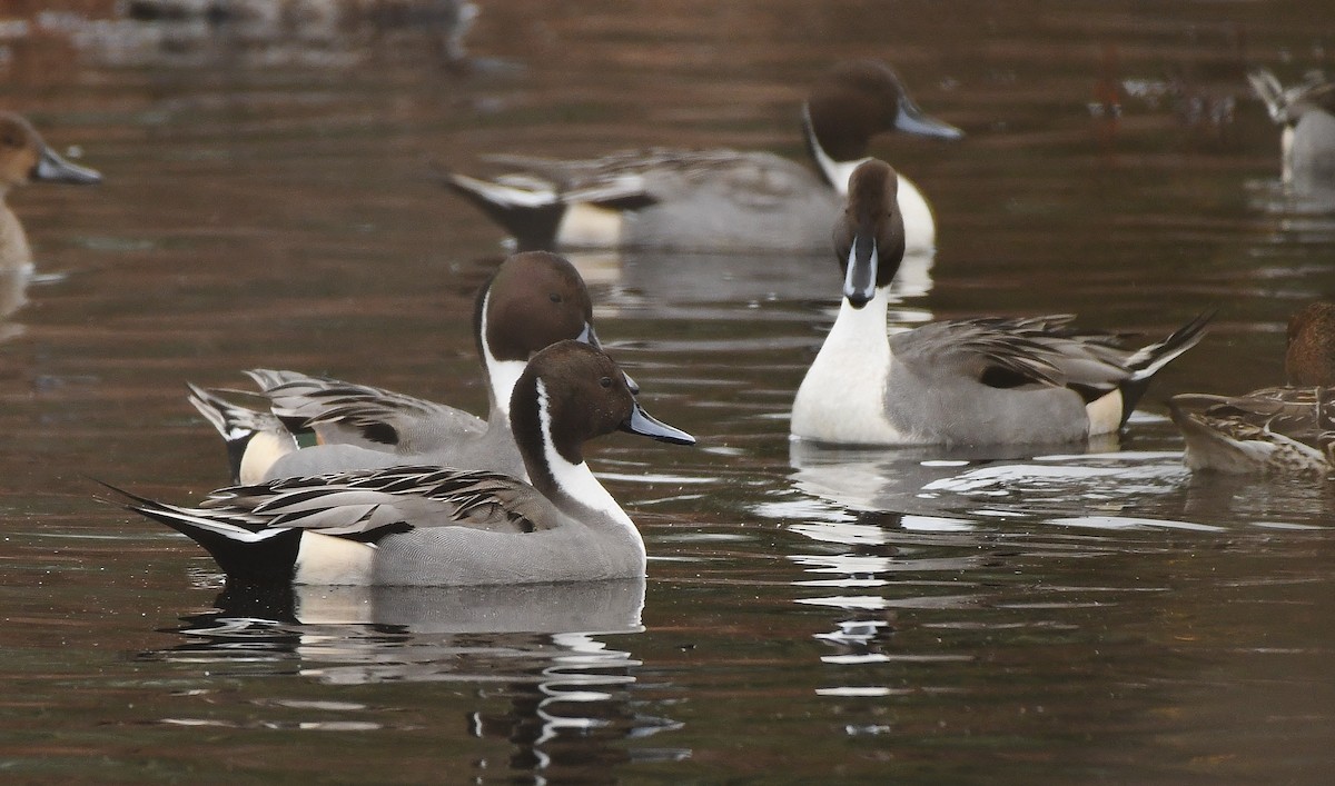 Spießente - ML646031188