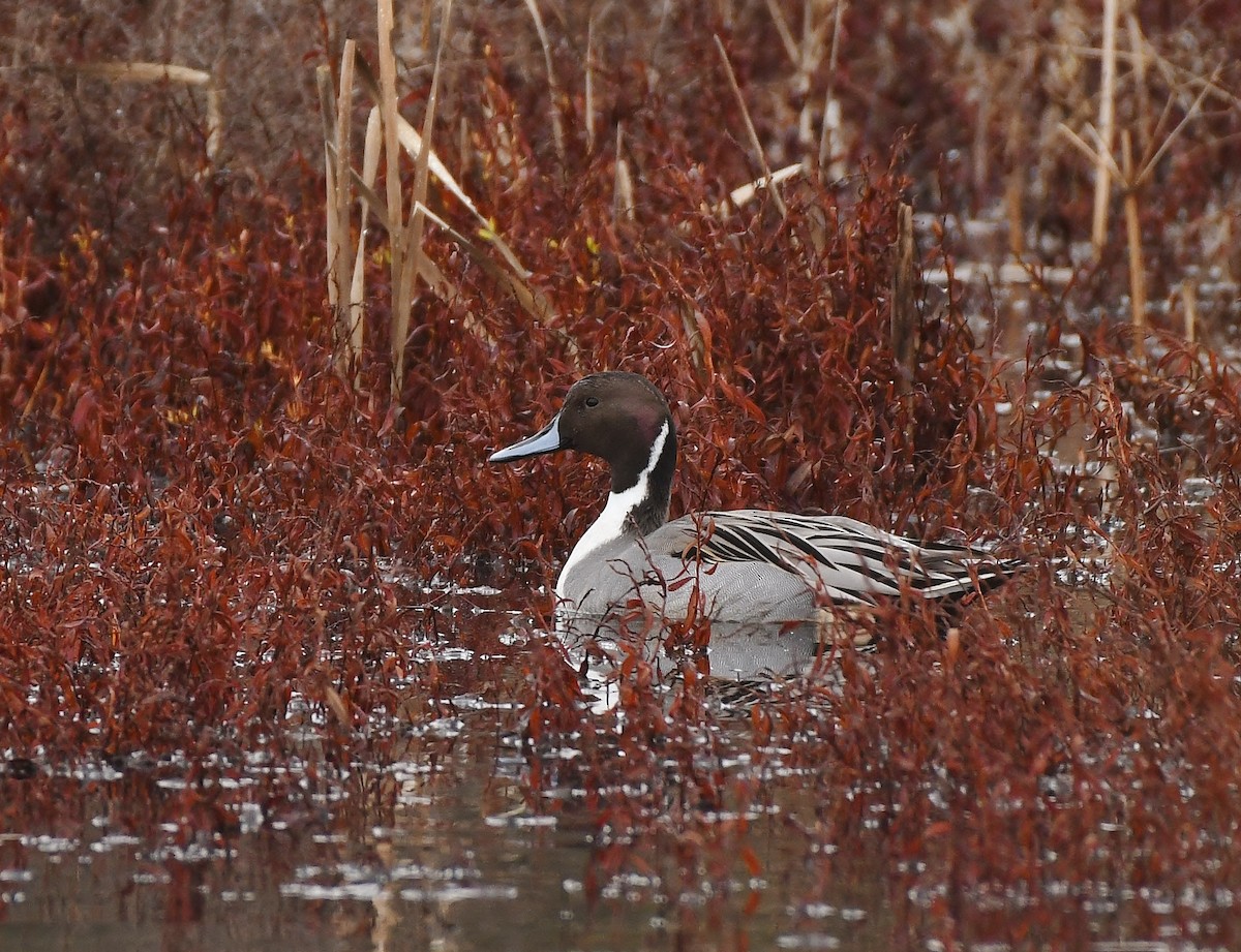 Spießente - ML646031189