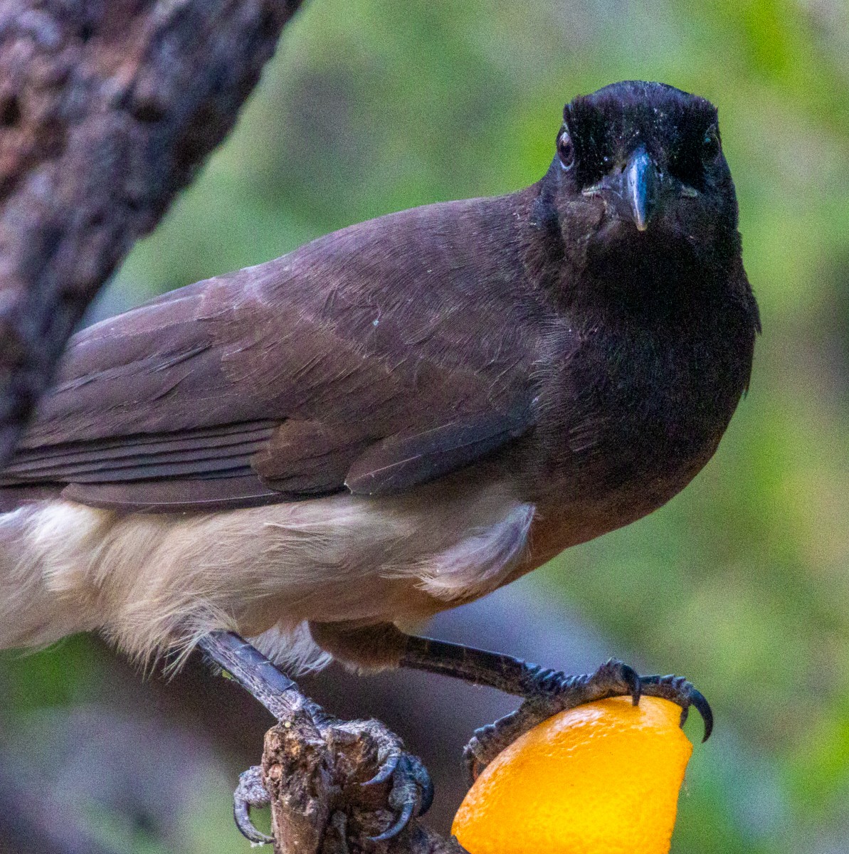 Braunhäher - ML646031190