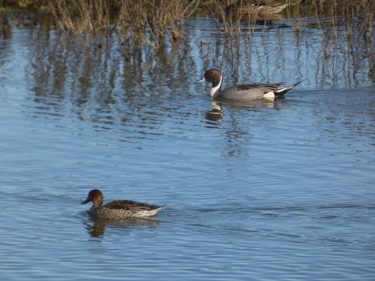 Spießente - ML646031191