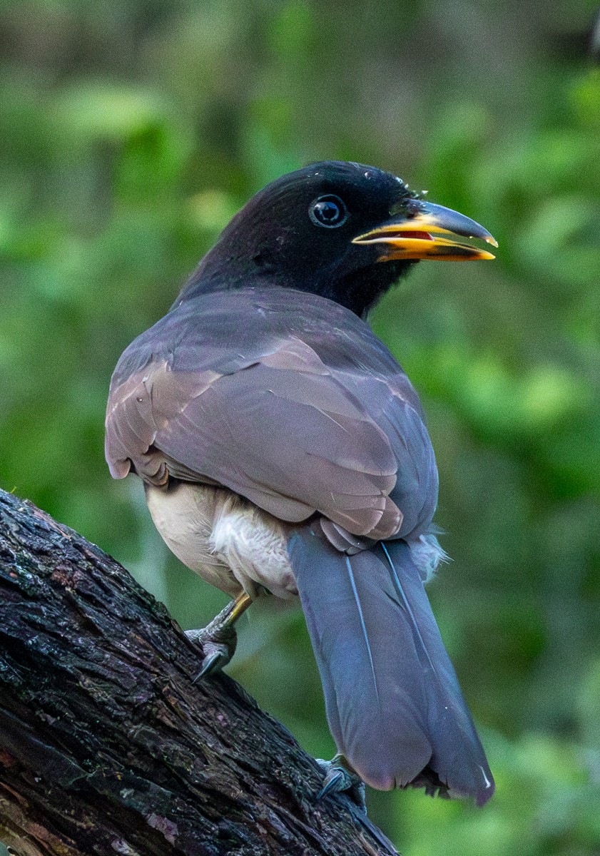 Braunhäher - ML646031192