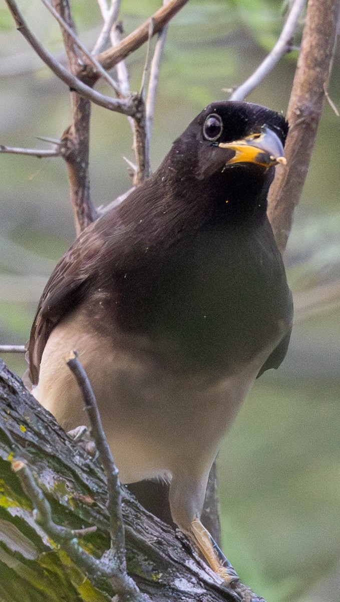 Braunhäher - ML646031197