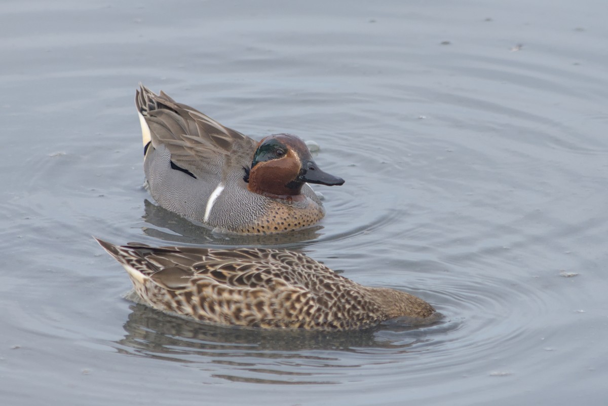 Krickente - ML646031204