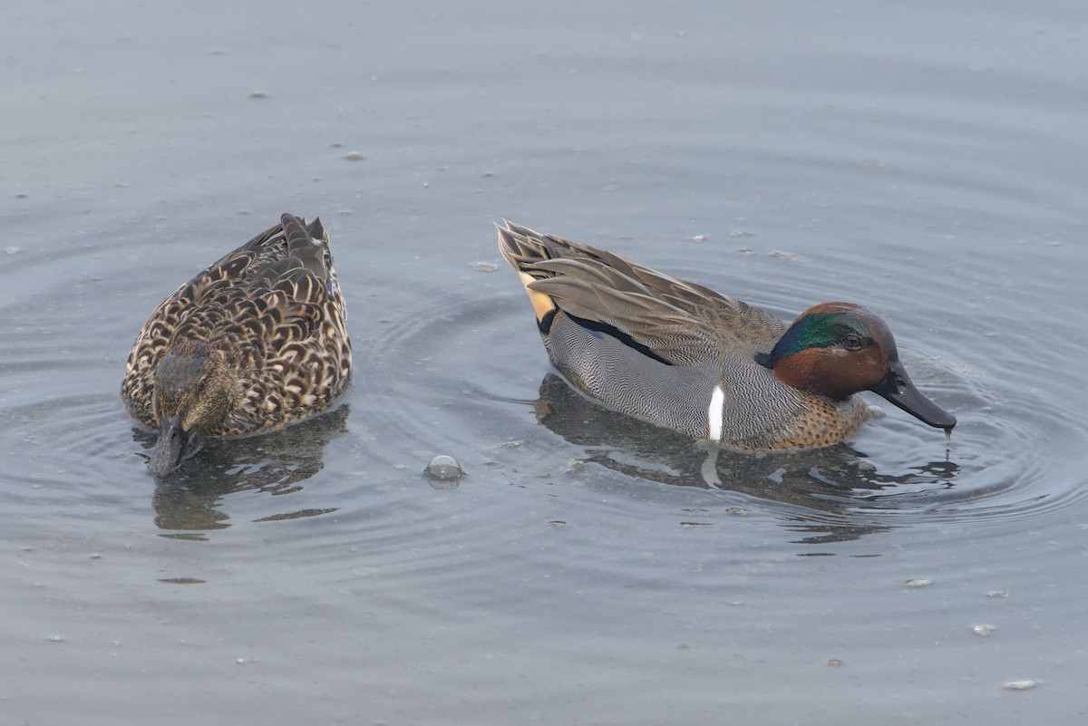 Krickente - ML646031206