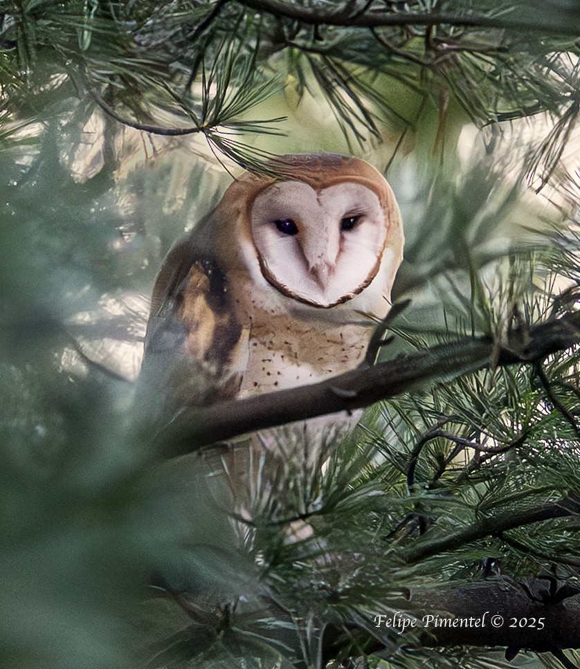 American Barn Owl - ML646031207