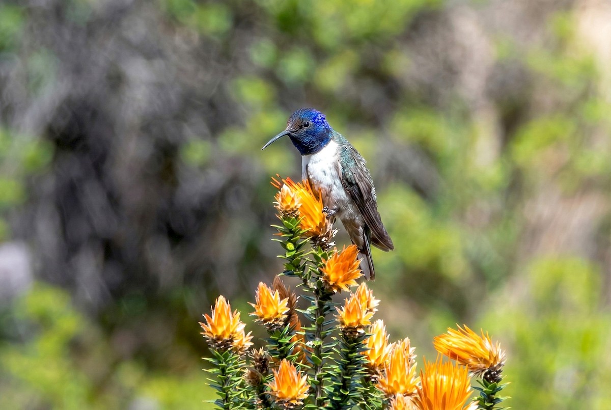 Purpurkopfkolibri - ML646031208