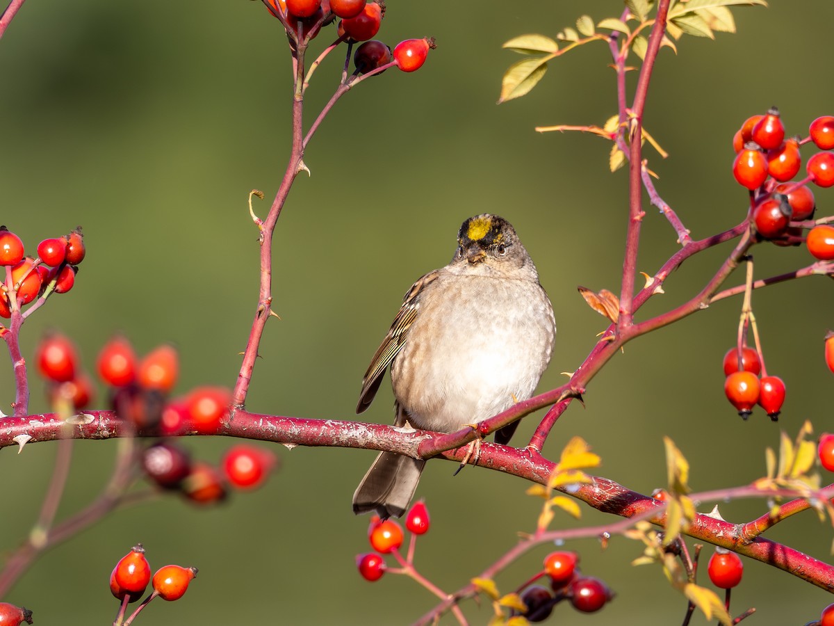 Kronenammer - ML646031209