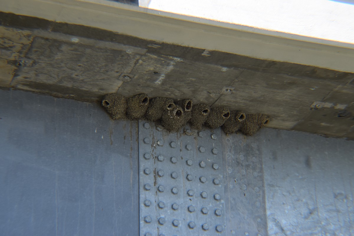 Fahlstirnschwalbe - ML646031210