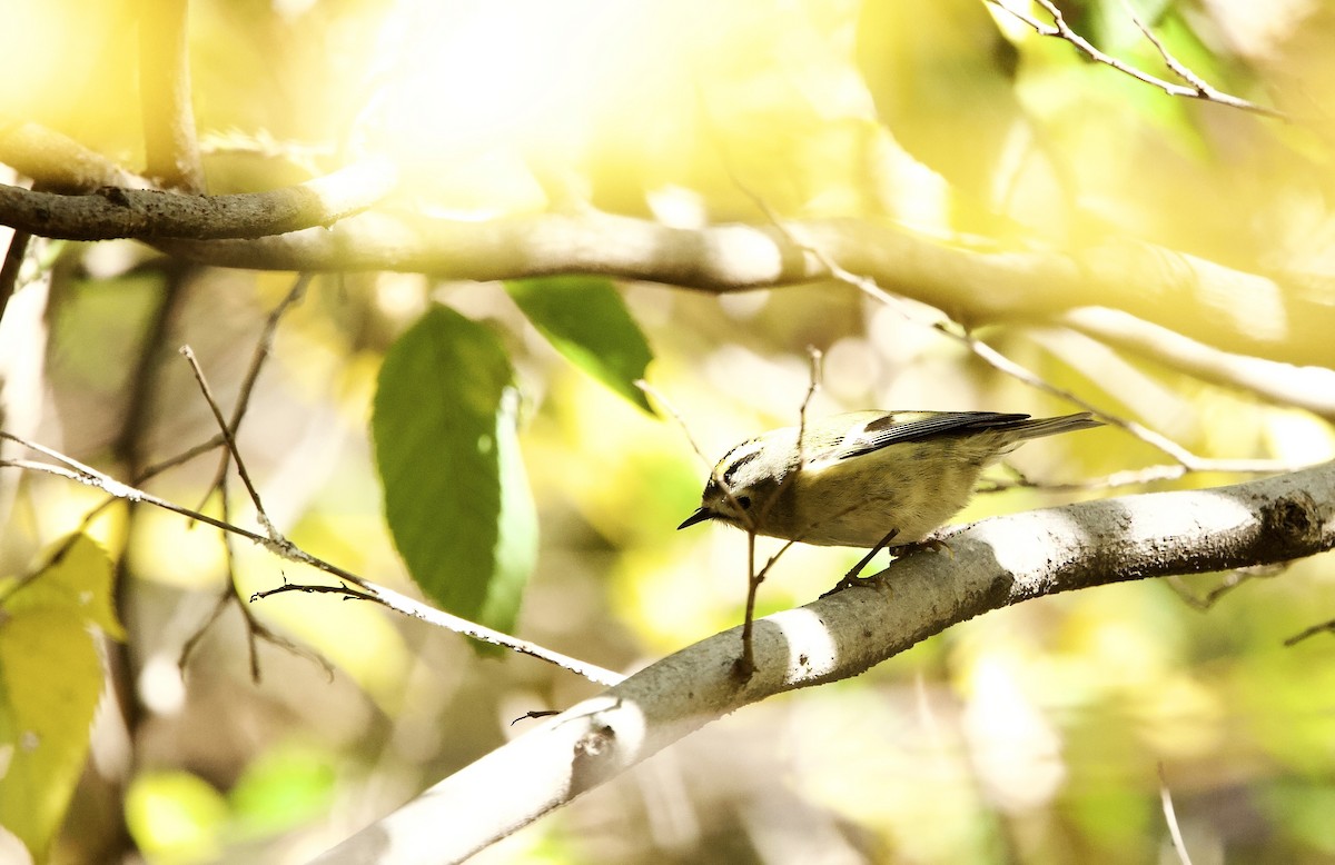 Wintergoldhähnchen - ML646031211