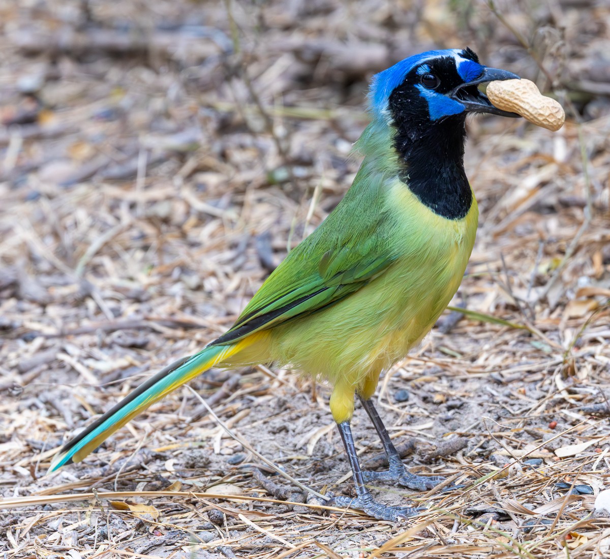 Inkablaurabe - ML646031213