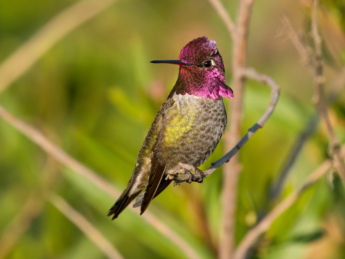 Annakolibri - ML646031214