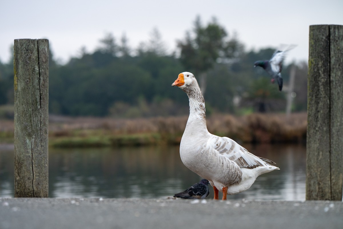 Graugans (domestiziert) - ML646031216