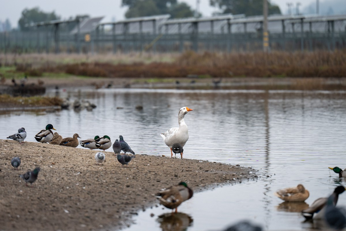 Graugans (domestiziert) - ML646031217