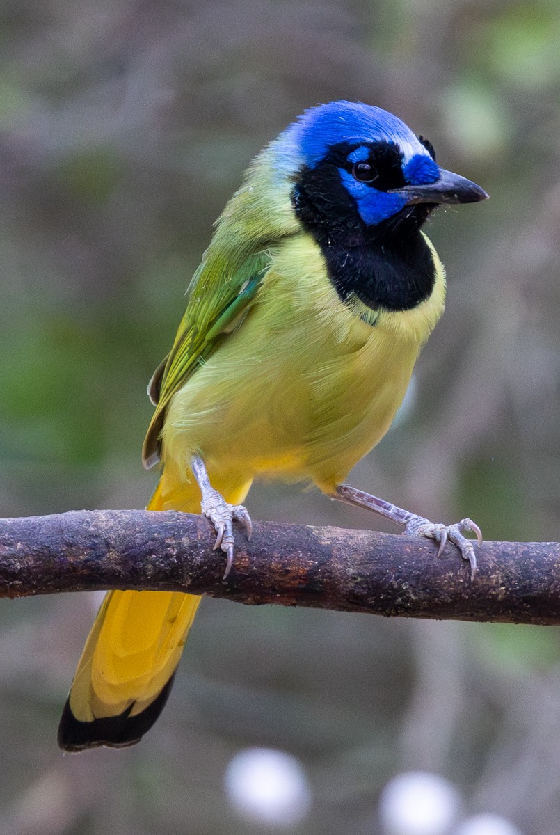 Inkablaurabe - ML646031218