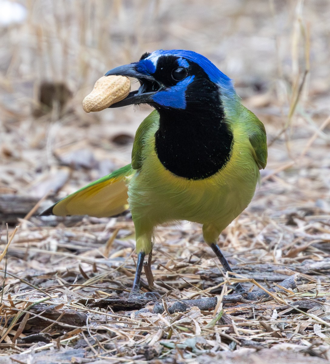 sojka zelenavá - ML646031222