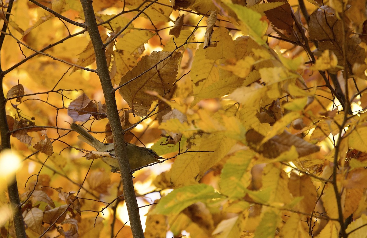 日本樹鶯 - ML646031223
