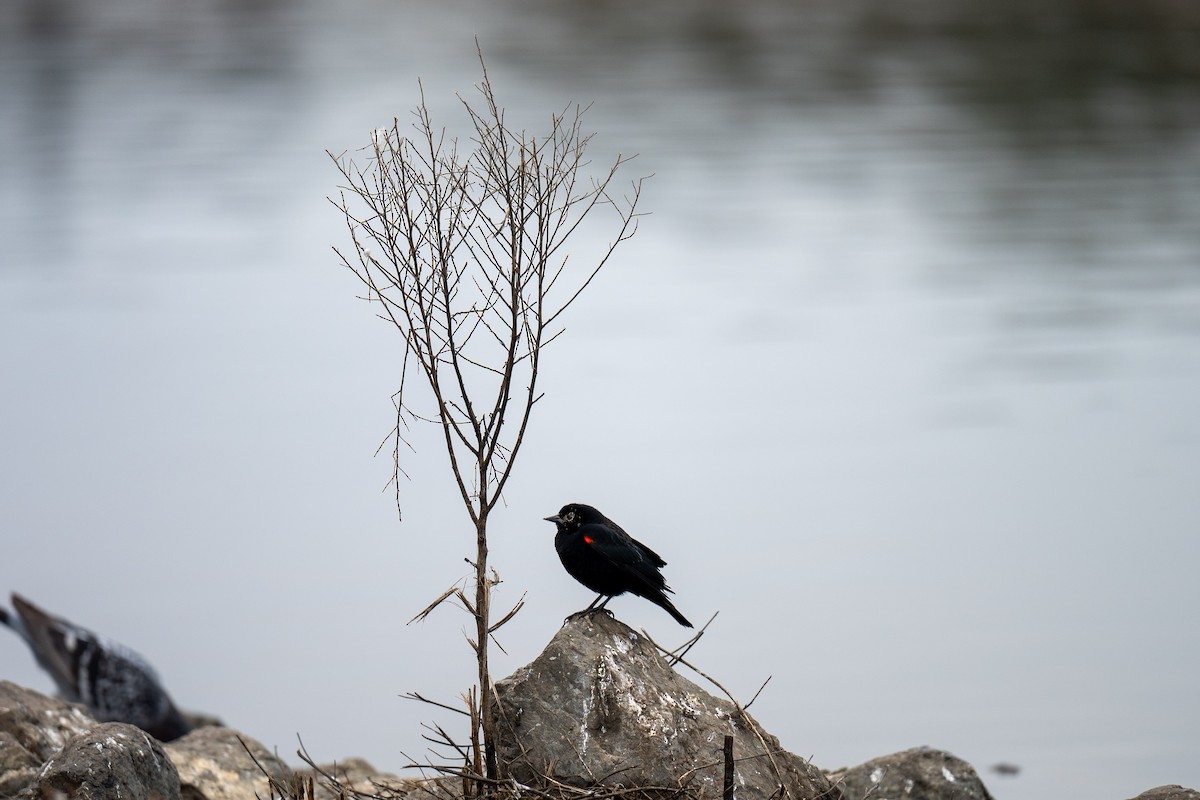 Red-winged Blackbird - ML646031225