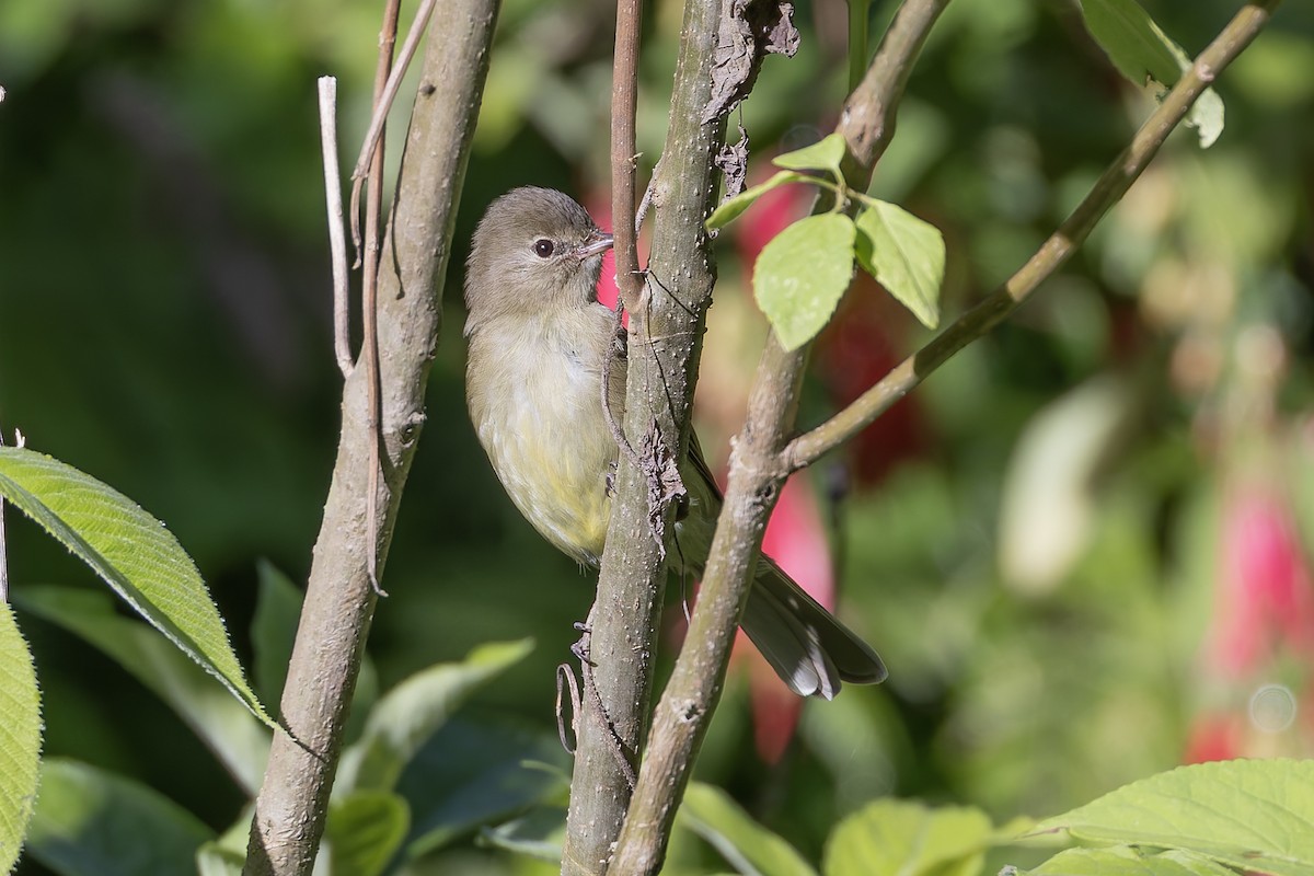 Highland Elaenia - ML646031235