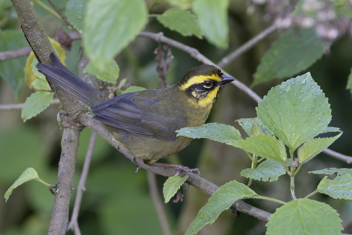 Atlapetes Amarillo - ML646031242