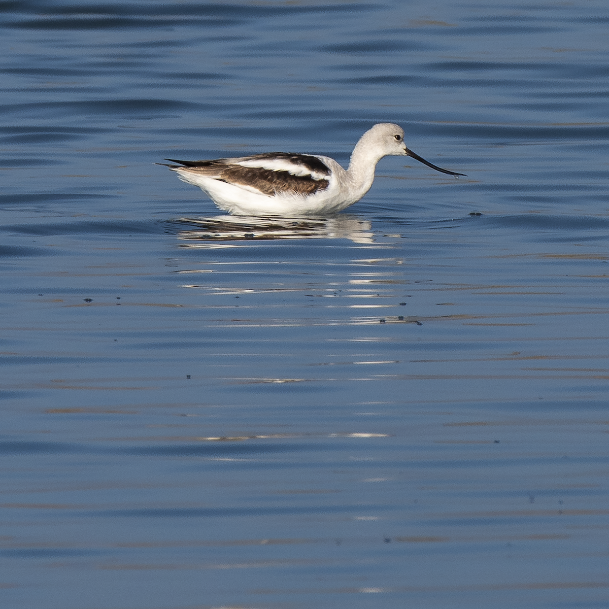 Avoceta Americana - ML646031246