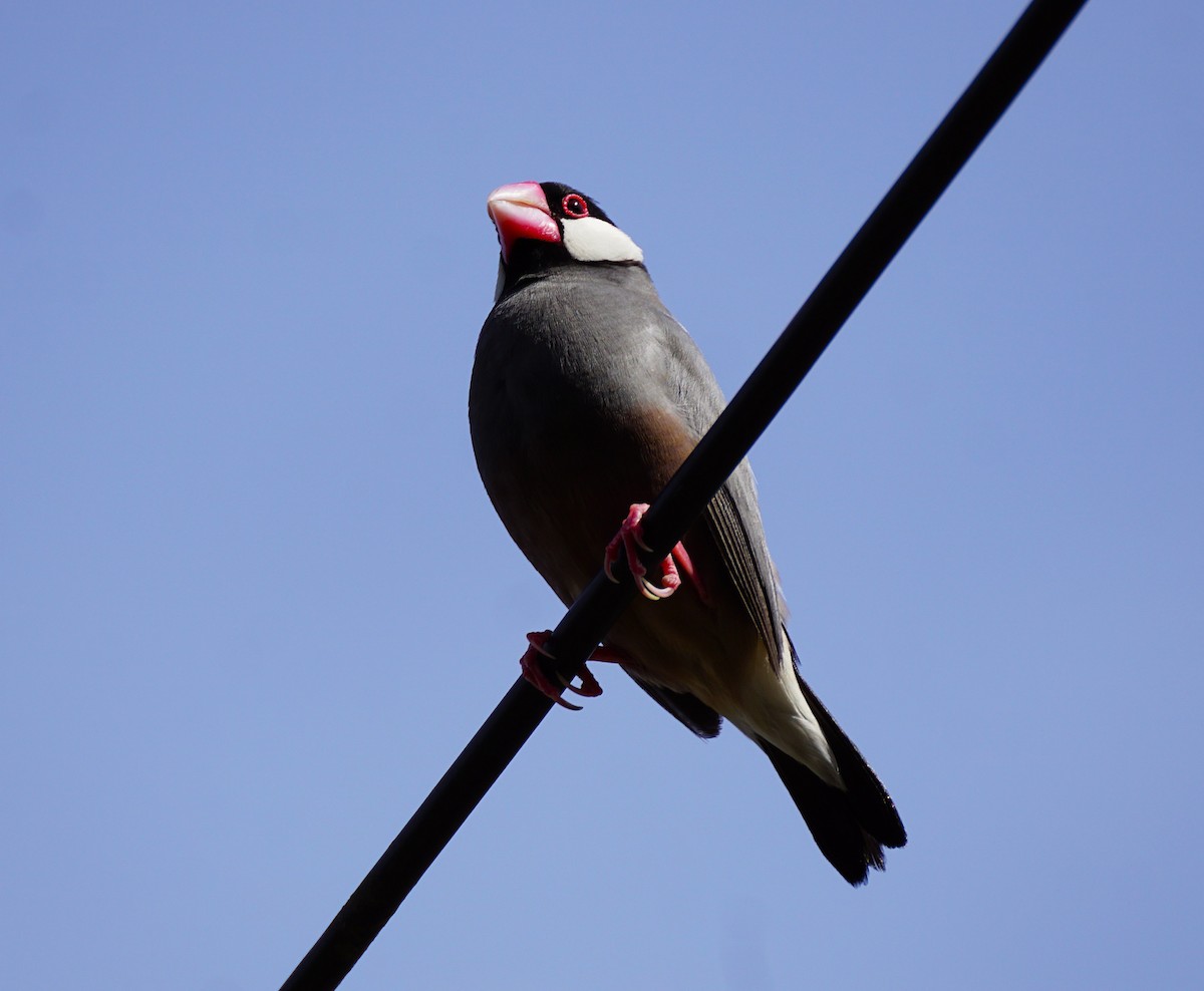 Capuchino Arrocero de Java - ML646031249