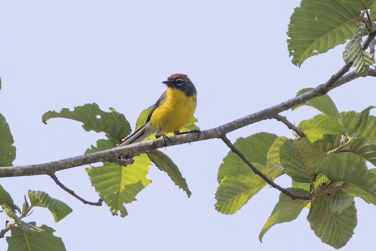 Candelita Coronicastaña - ML646031250